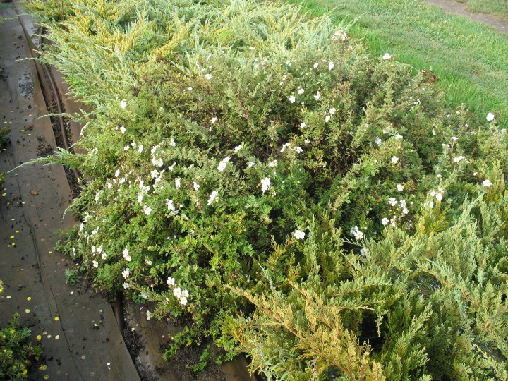 Potentila Melle o dorr